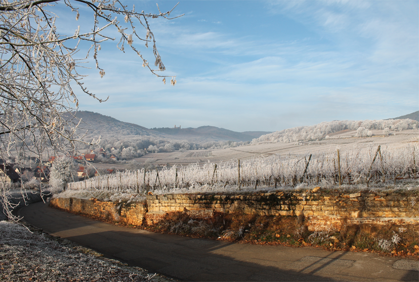Paysage vignes à Mittelbergheim, en Alsace