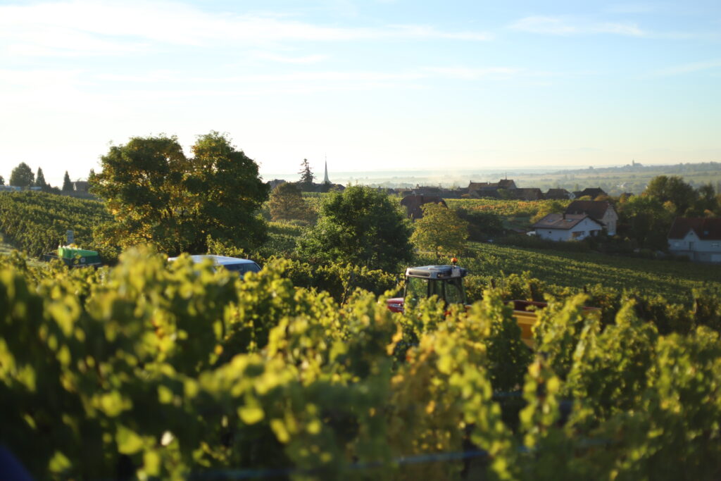 Vigneron au travail dans les vignes à Mittelbergheim, en Alsace