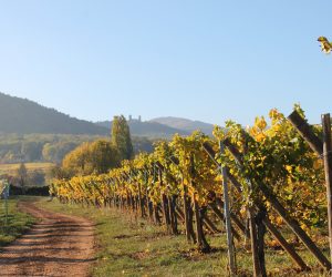 Vigneron en Alsace : Domaine Hirtz à Mittelbergheim